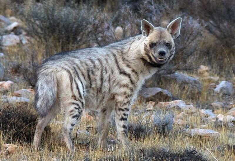 وقتی سایه خرافه بر سر حیوانات سنگینی میکند