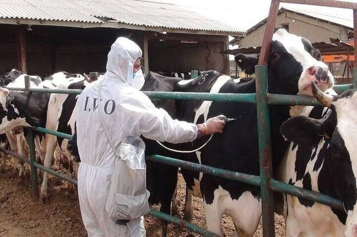 مصرف ۸.۶ میلیون دز واکسن جدید وارداتی برای مهار بیماری تب برفکی