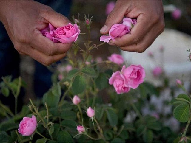 رز عربستانی چرا مشهور شد؟