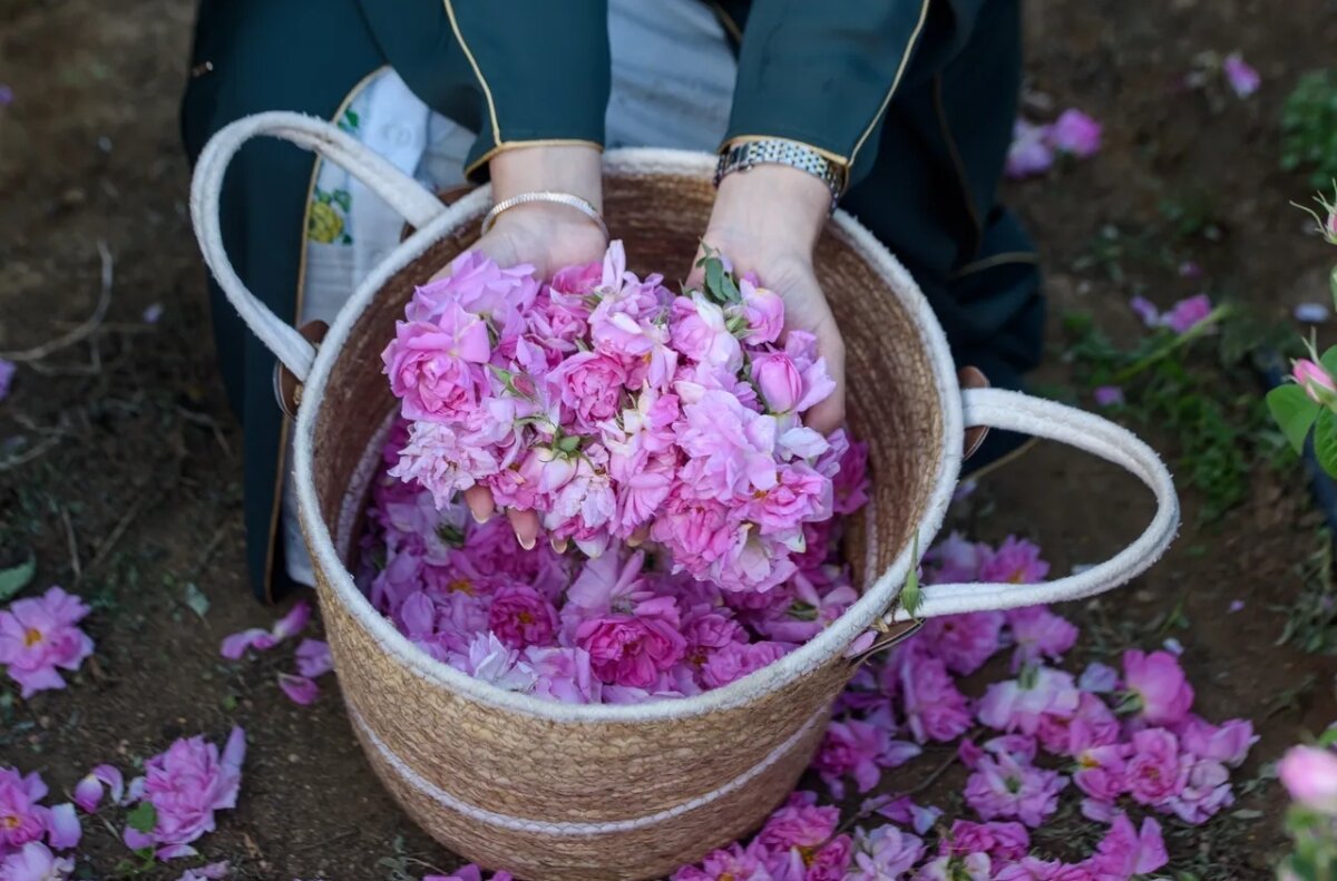 رز عربستانی چرا مشهور شد؟