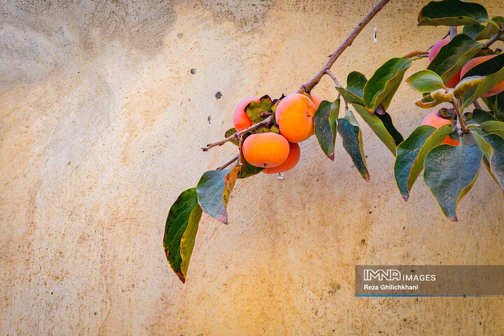 پاییز هزار رنگ باغ‌بهادران