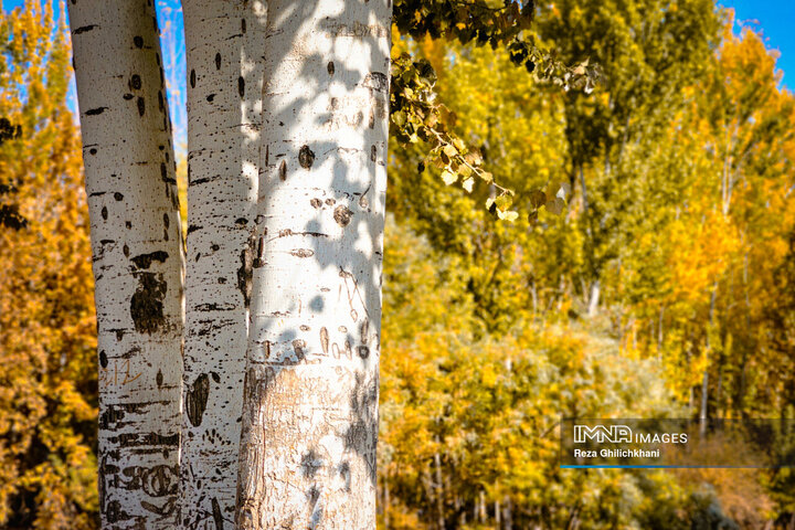 پاییز هزار رنگ باغ‌بهادران