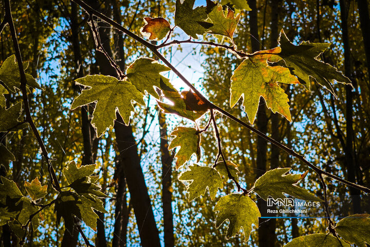 پاییز هزار رنگ باغ‌بهادرانرود