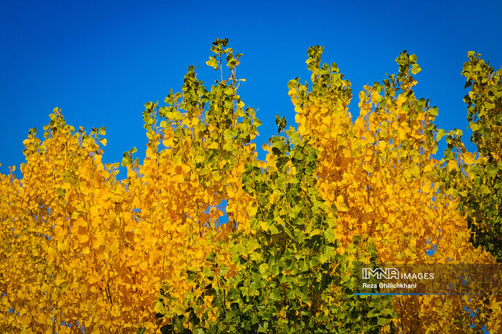 پاییز هزار رنگ باغ‌بهادران