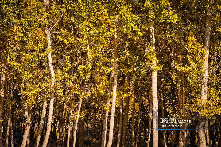 پاییز هزار رنگ باغ‌بهادران
