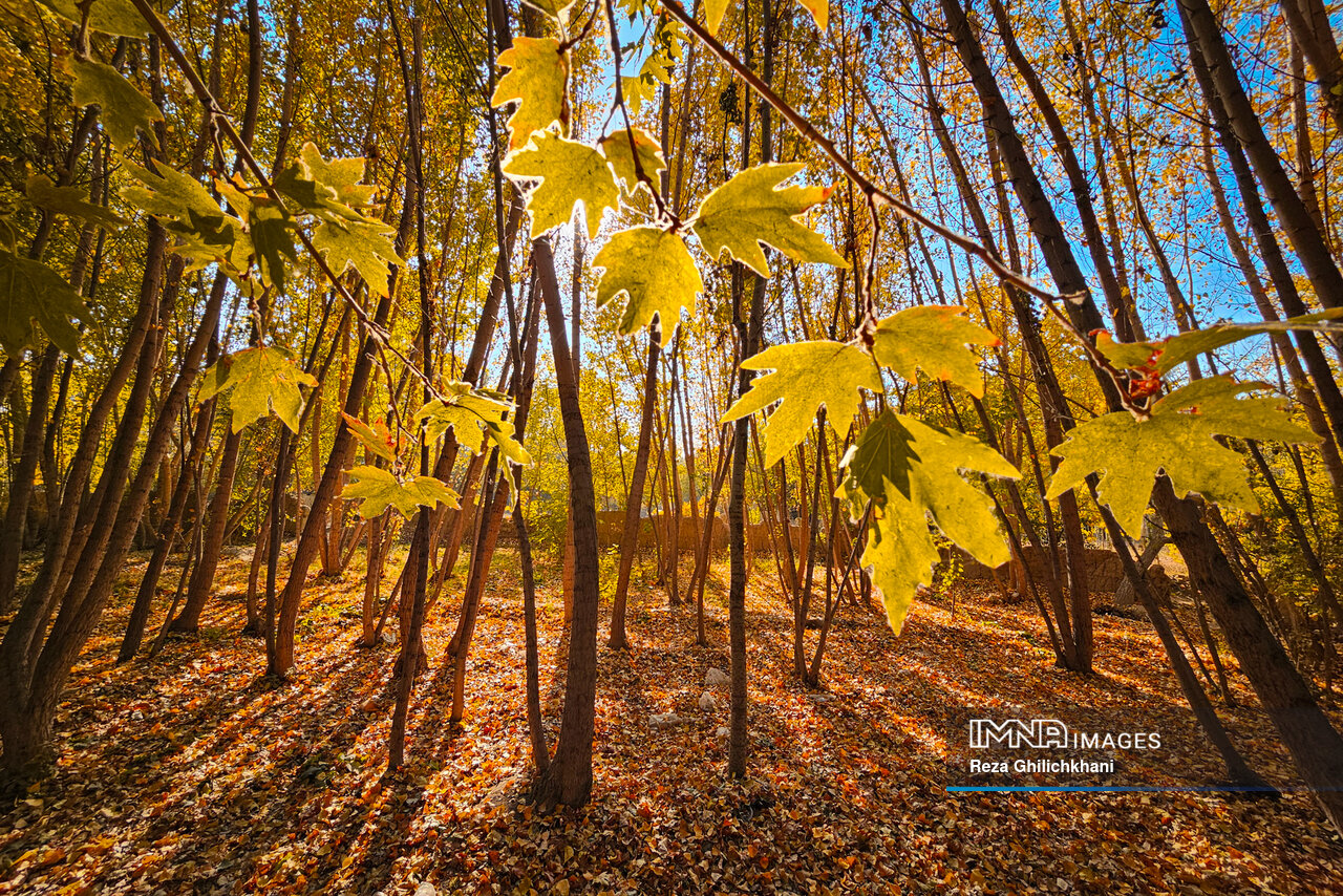 فیلم| زیبایی‌های پاییز کردستان پس از بارش باران