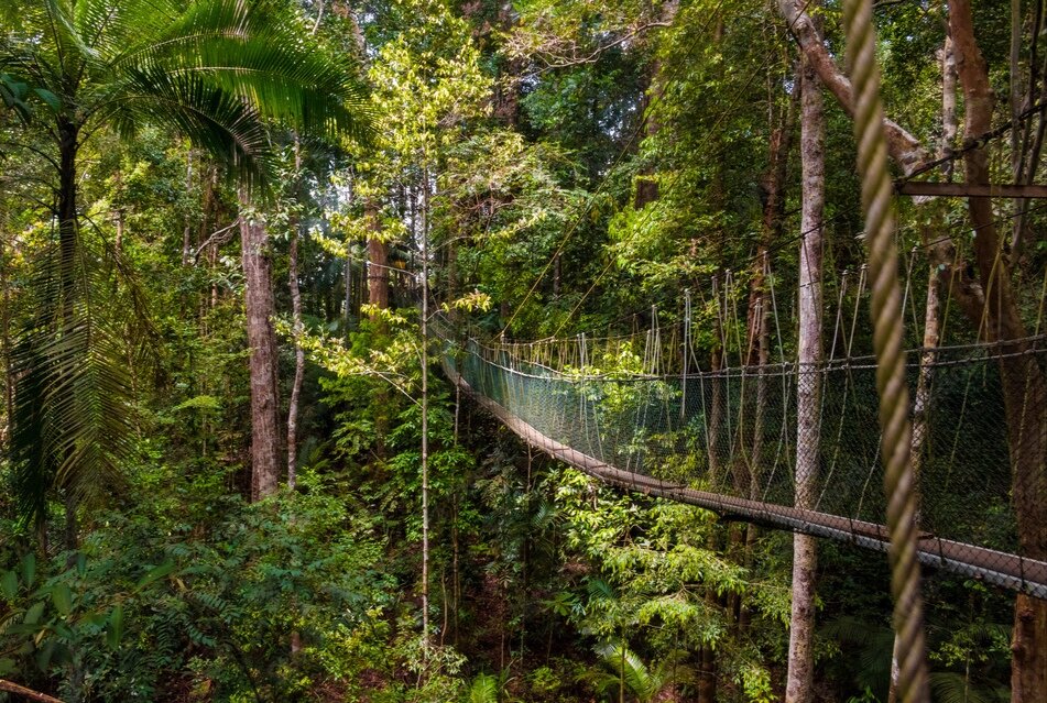 شگفتانگیزترین پلهای معلق عابرپیاده جهان