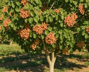 جغرافیای شگفتی‌ در قلب گردشگری کشاورزی ایران