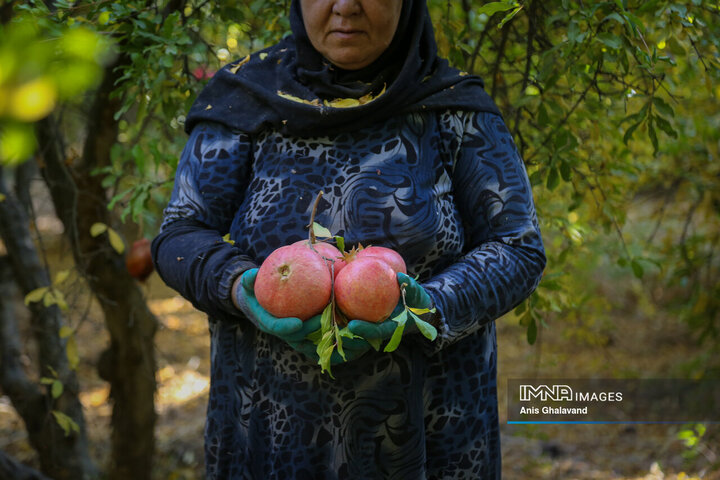 برداشت یاقوت سرخ در قلعه تل