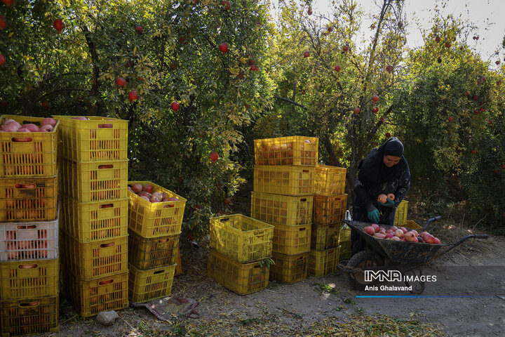 برداشت یاقوت سرخ در قلعه تل