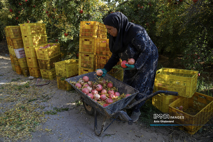 برداشت یاقوت سرخ در قلعه تل