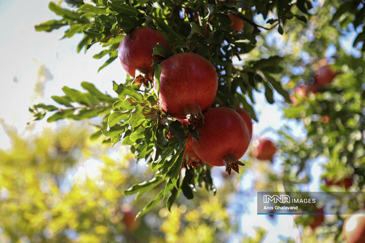 برداشت یاقوت سرخ در قلعه تل