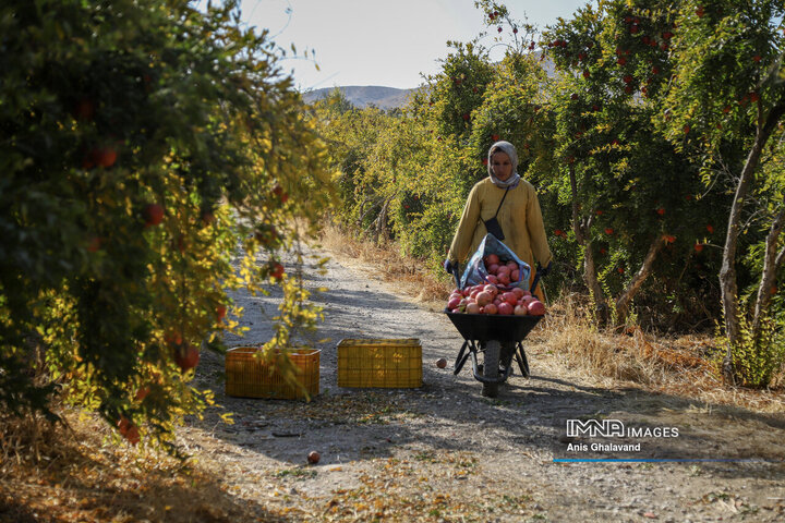 Harvesting Pomegranates in Qaleh-Tel