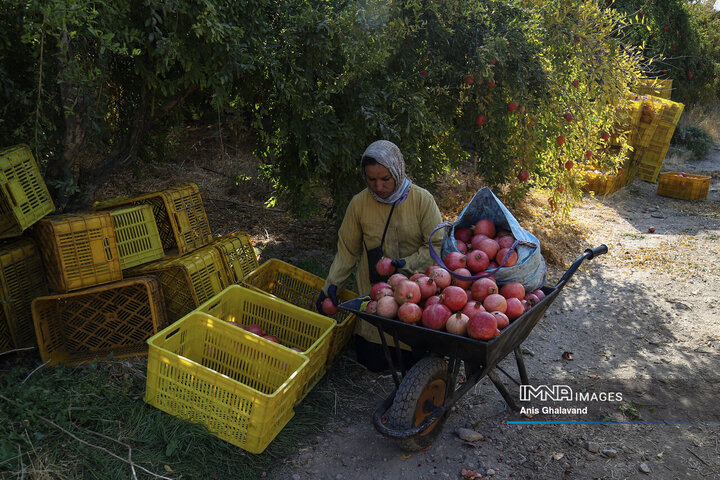 برداشت یاقوت سرخ در قلعه تل