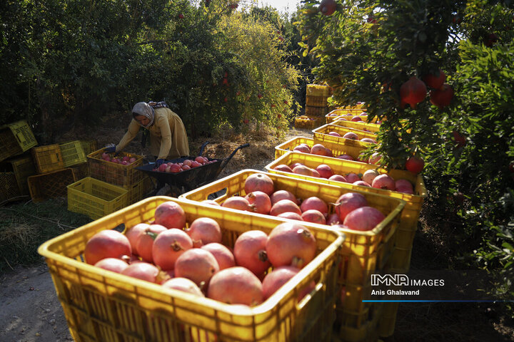 برداشت یاقوت سرخ در قلعه تل