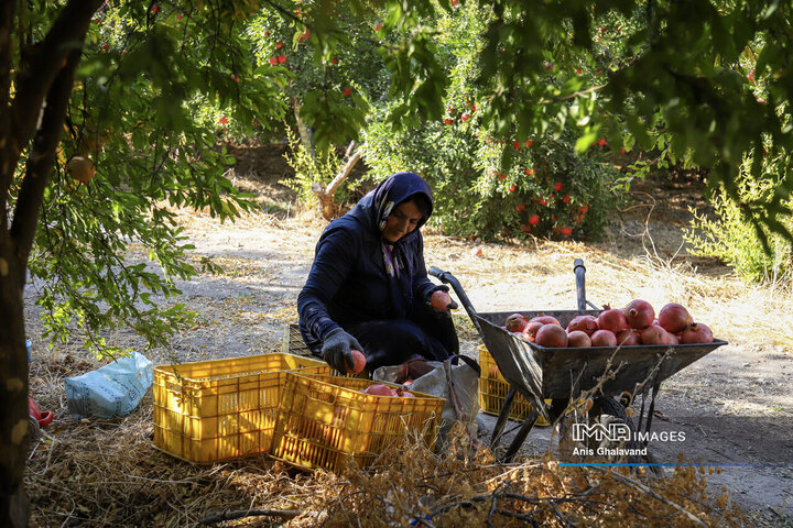 برداشت یاقوت سرخ در قلعه تل