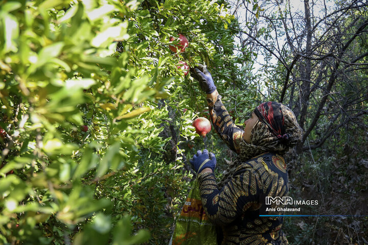 برداشت یاقوت سرخ در قلعه تل