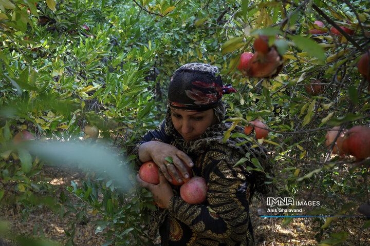 برداشت یاقوت سرخ در قلعه تل