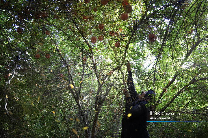 برداشت یاقوت سرخ در قلعه تل