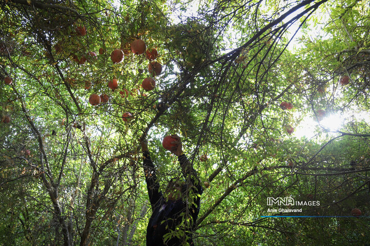 Harvesting Pomegranates in Qaleh-Tel