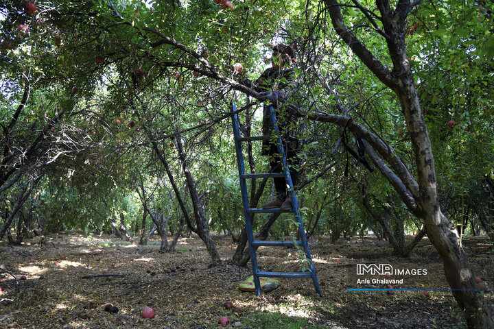 برداشت یاقوت سرخ در قلعه تل