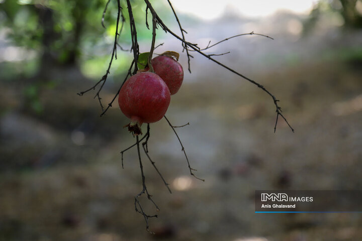 برداشت یاقوت سرخ در قلعه تل