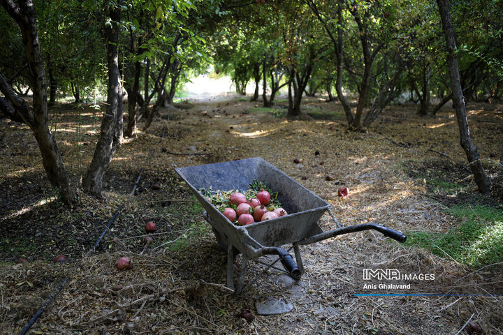 برداشت یاقوت سرخ در قلعه تل