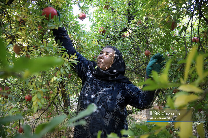 برداشت یاقوت سرخ در قلعه تل