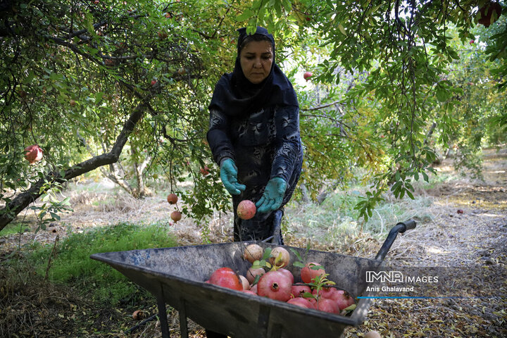 برداشت یاقوت سرخ در قلعه تل