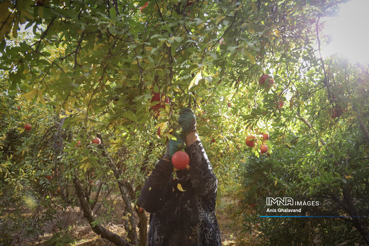 برداشت یاقوت سرخ در قلعه تل