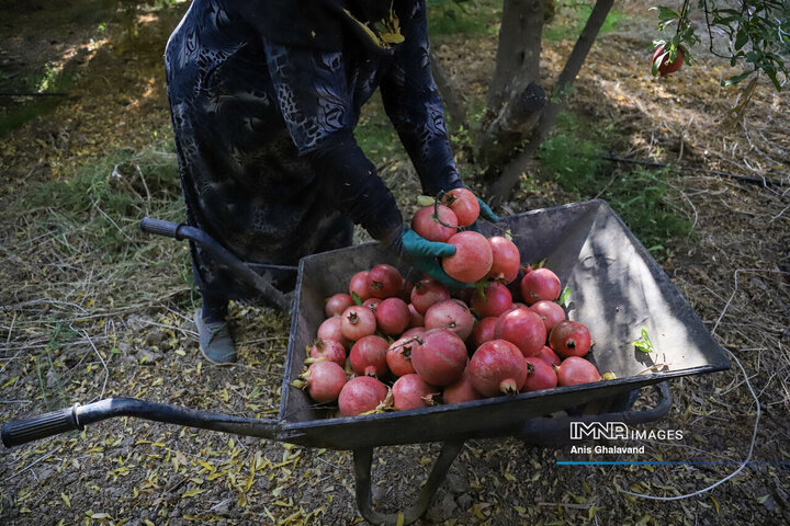 برداشت یاقوت سرخ در قلعه تل