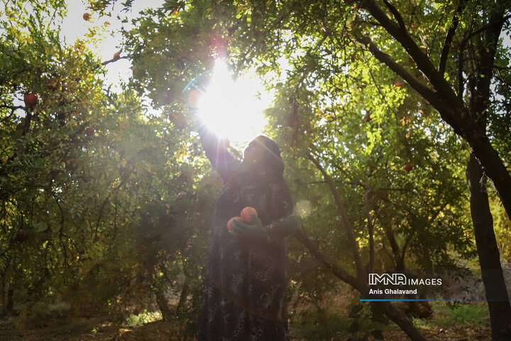 برداشت یاقوت سرخ در قلعه تل