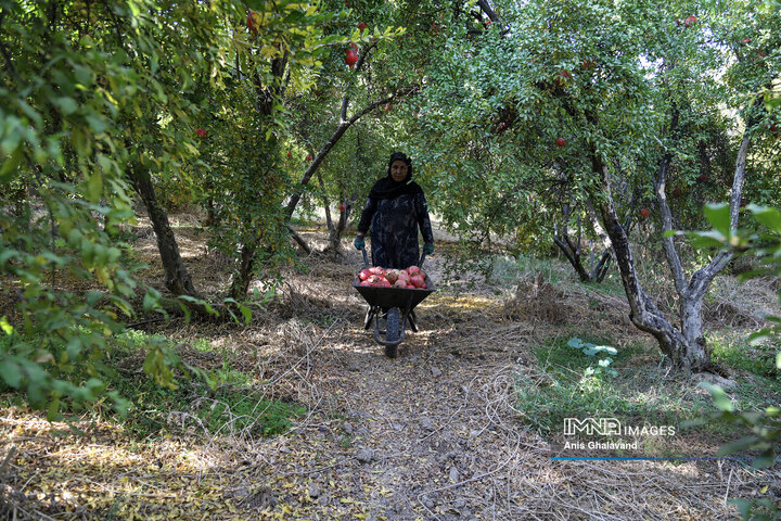 برداشت یاقوت سرخ در قلعه تل