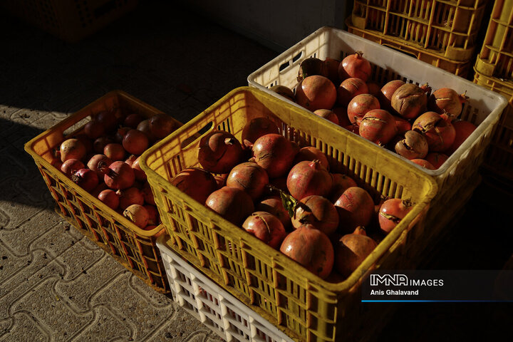 Harvesting Pomegranates in Qaleh-Tel