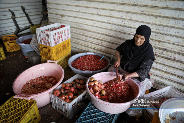 برداشت یاقوت سرخ در قلعه تل