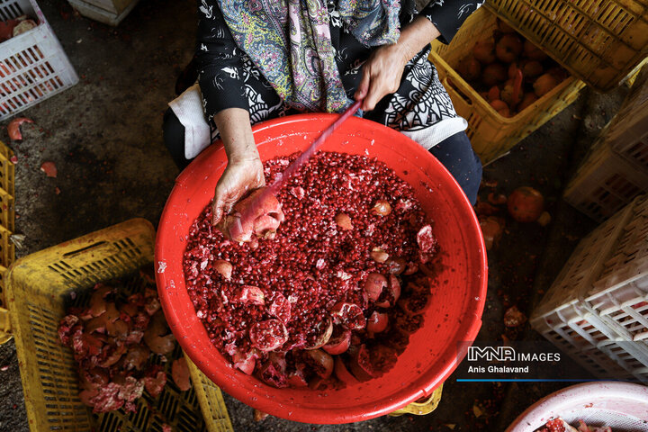 برداشت یاقوت سرخ در قلعه تل