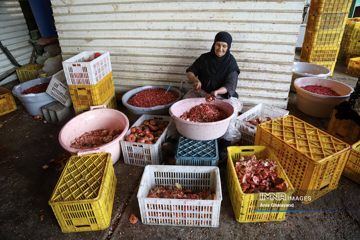 برداشت یاقوت سرخ در قلعه تل