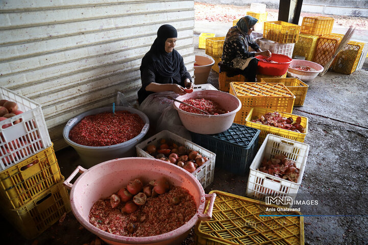 برداشت یاقوت سرخ در قلعه تل