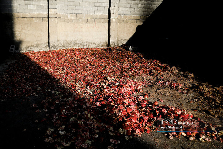 برداشت یاقوت سرخ در قلعه تل