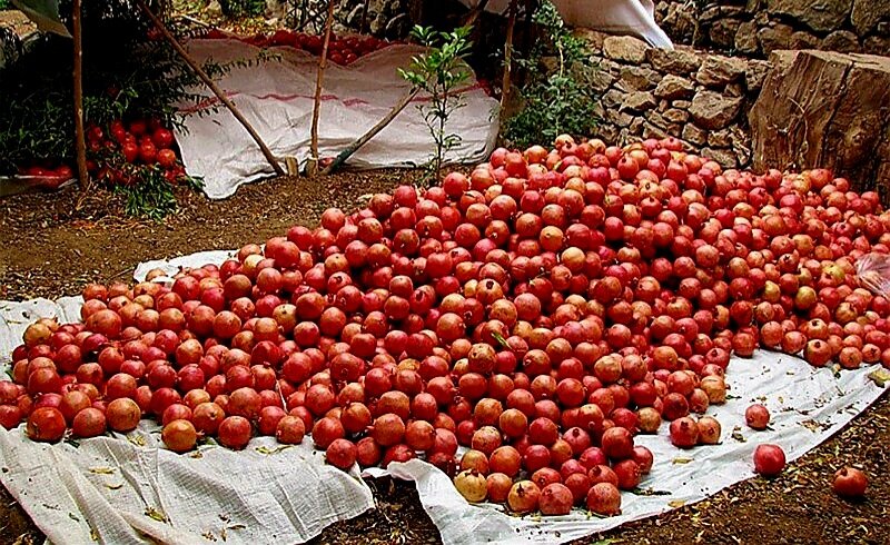 پاییز هزار رنگ کردستان؛ تجربه گردشگری روستایی در دل طبیعت