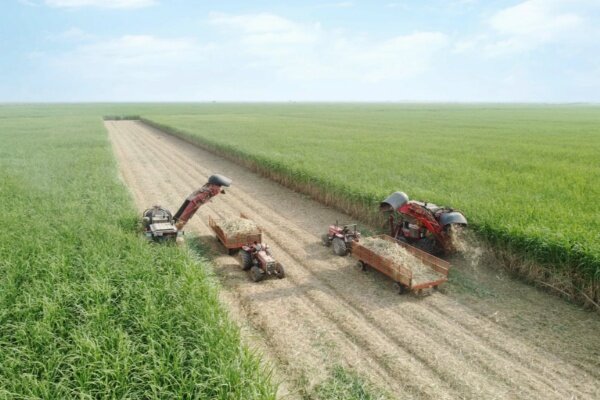 برداشت نیشکر از ابتدای فصل، ۱۰۰ درصد سبز انجام شده است