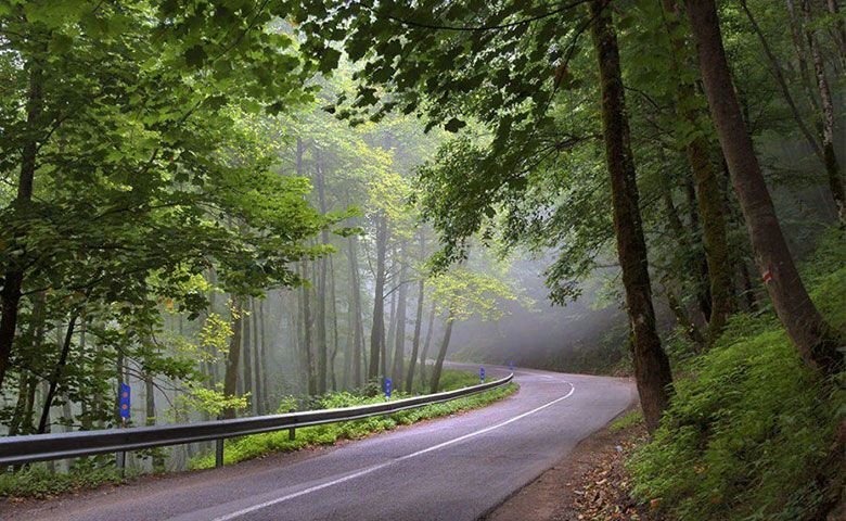قدم‌زدن در مسیر طلایی طبیعت شمال ایران / جنگل‌هایی که در پاییز به رنگ جادو در می‌آیند