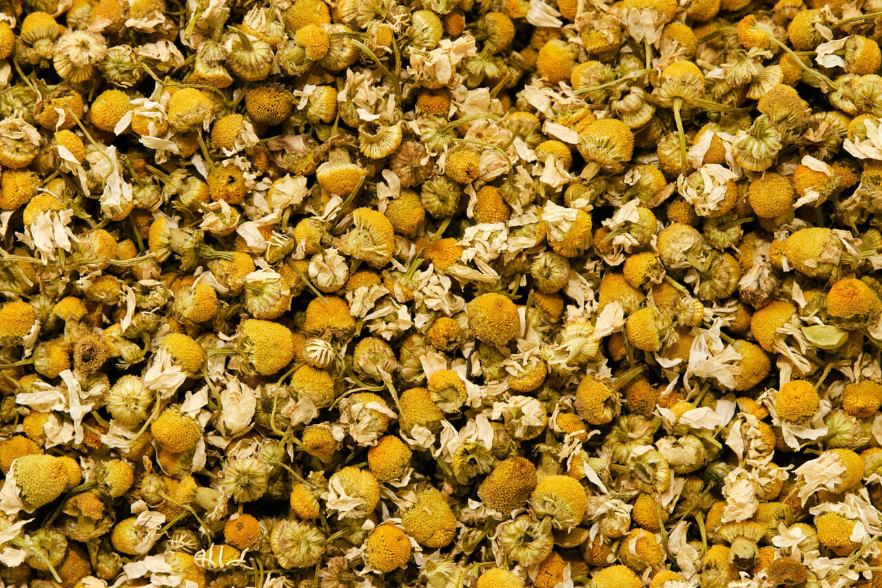 سفری به جهان چای؛ از اژدهای چین تا باغهای هیمالیا