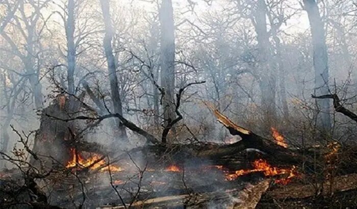 آتش‌سوزی عرصه‌های جنگلی الیت کنترل شد؟