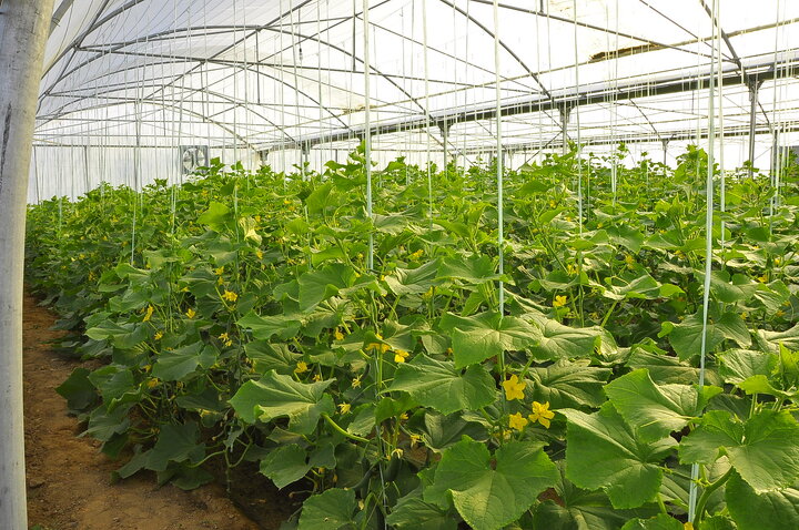 توسعه واحدهای فراوری کشاورزی موجب ارتقای بهره‌وری و جلوگیری از خام‌فروشی می‌شود