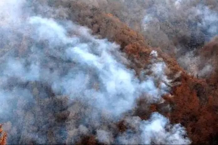 آتشسوزی جنگلهای هیرکانی در الیت چالوس | وضعیت، دلایل و چشمانداز مهار حریق