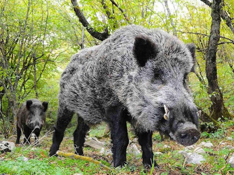 قدیمی‌ترین پارک ملی ایران؛ شکوه طبیعت در محاصره تهدیدها