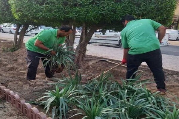 توسعه فضای سبز پایدار در اهواز؛ کاشت یوکا و گل‌های فصلی در منطقه دو