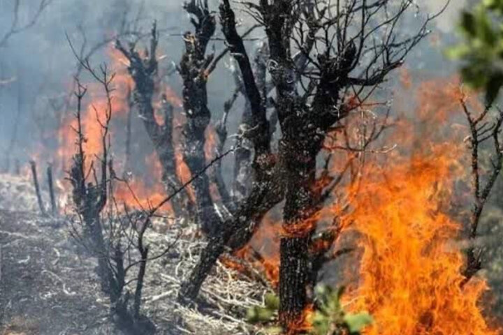 آتش‌سوزی در ۶ نقطه جنگل‌های هیرکانی/ باد باعث تغییر لحظه‌ای کانون‌ حریق می‌شود