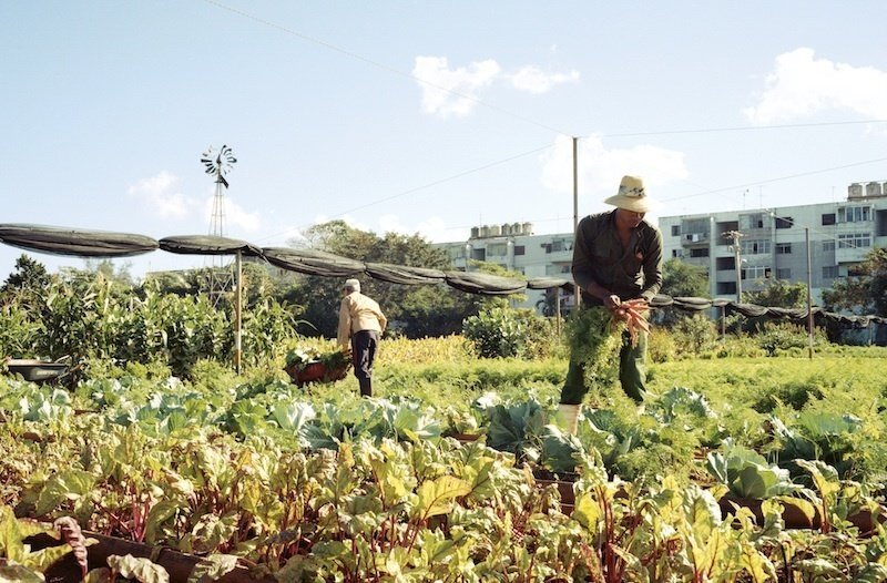 خواهرخوانده اصفهان الگوی جهانی کشاورزی شهری